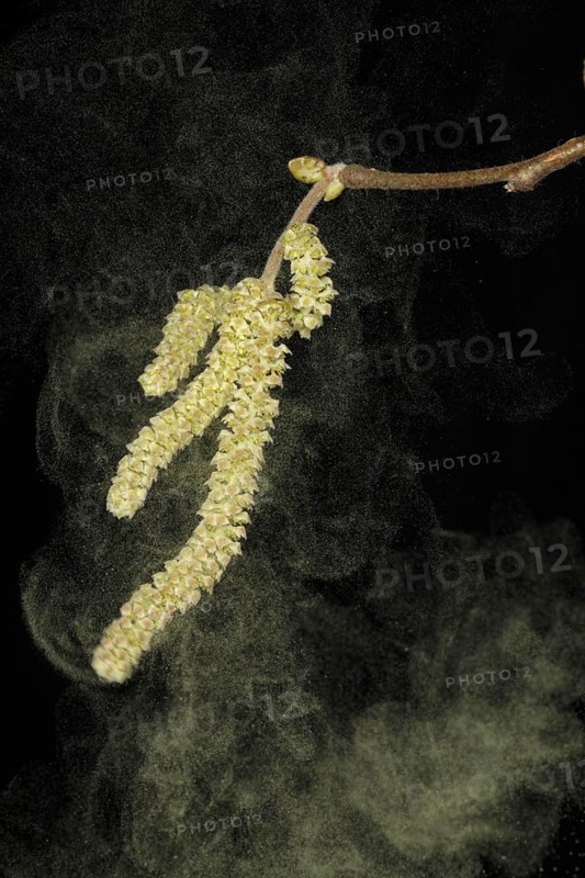 Common hazel