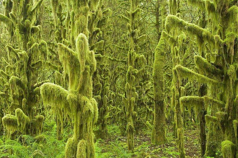 Moss-covered trees in old-growth temperate rainforest habitat