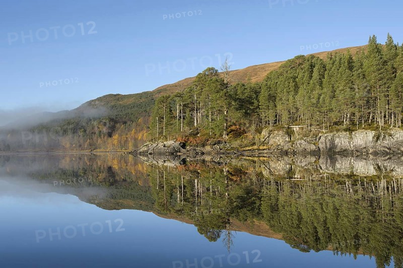 View of freshwater loch with Scots Pine pine forest at dawn in mist
