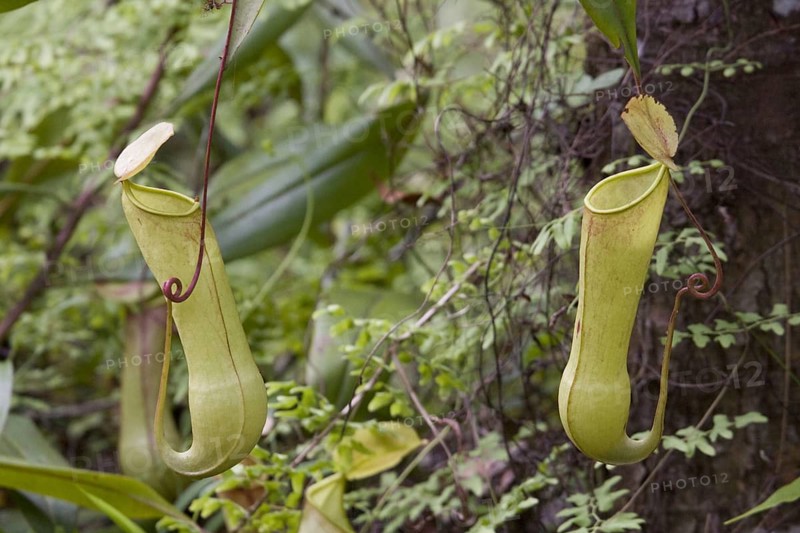 (Nepenthes distillatoria), pitcher plant, sri lanka