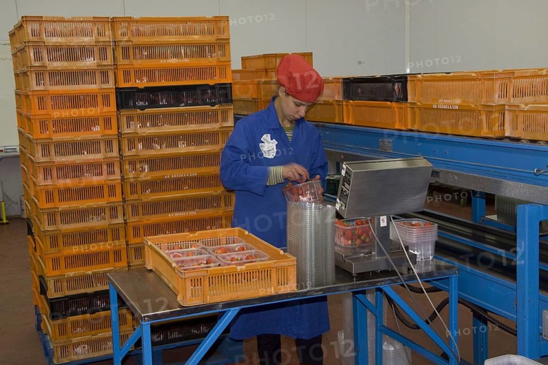 Quality control during the inspection of strawberry hulls
