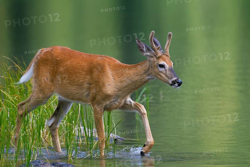 White-tailed deer