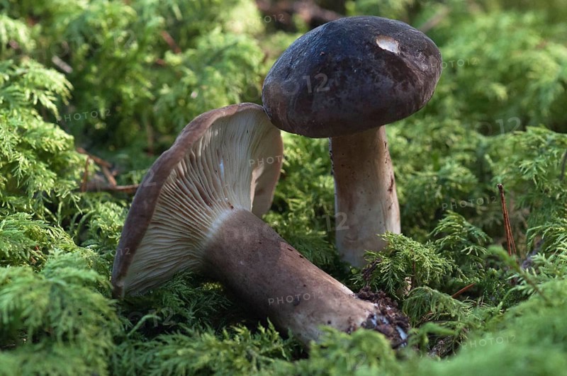(Lactarius) picinus