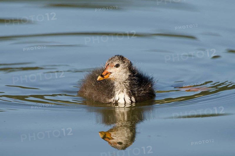 (Fulica atra)
