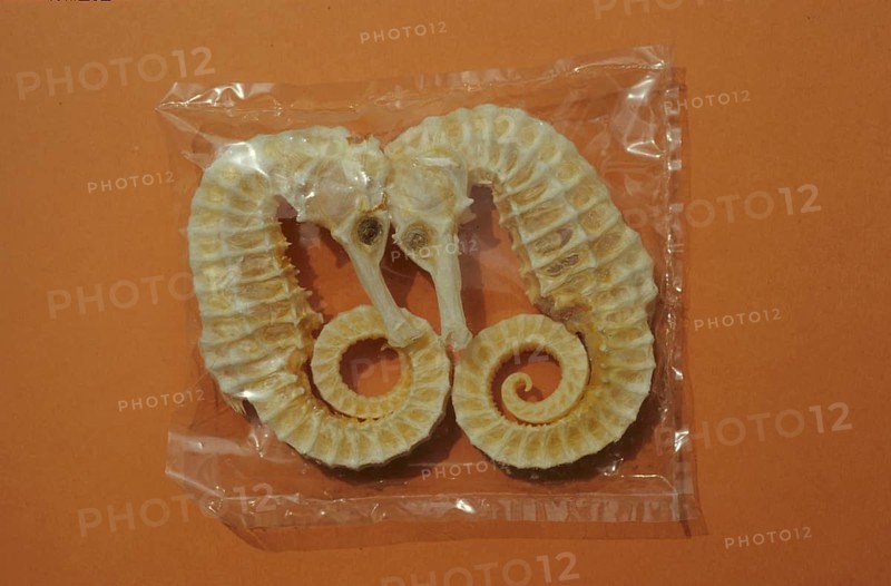 Seahorse