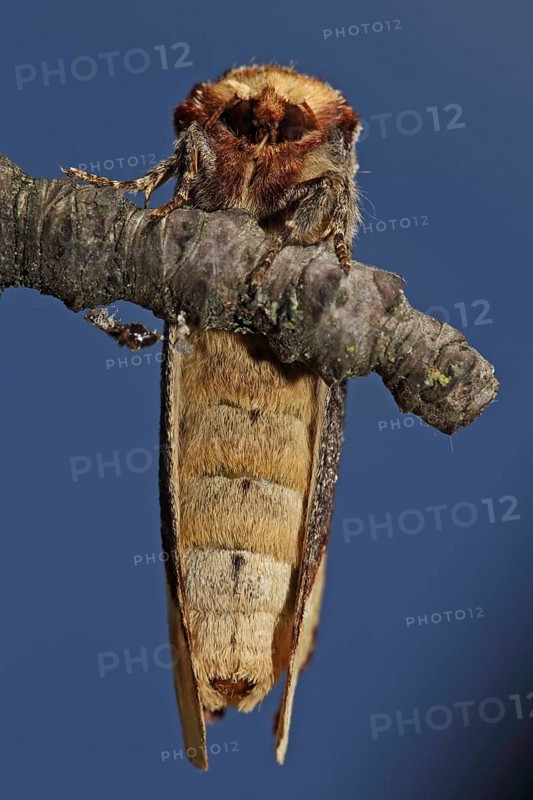 Buff tip