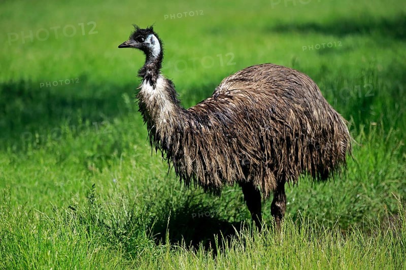 Emu