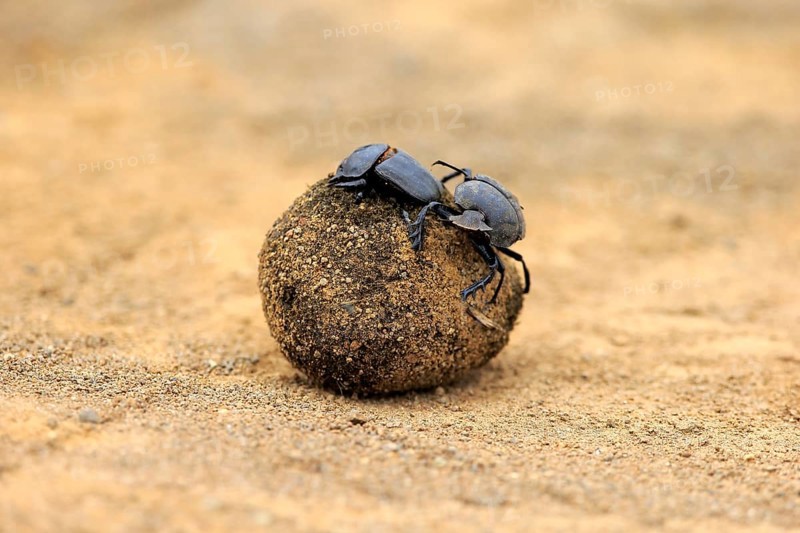 Dung beetle