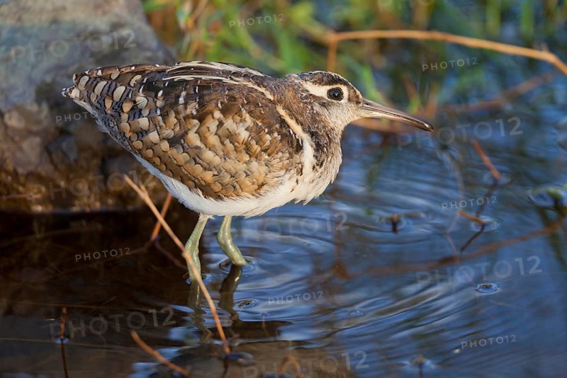Greater Painted-snipe