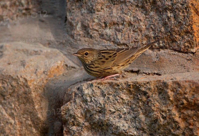 Lanceolated Warbler