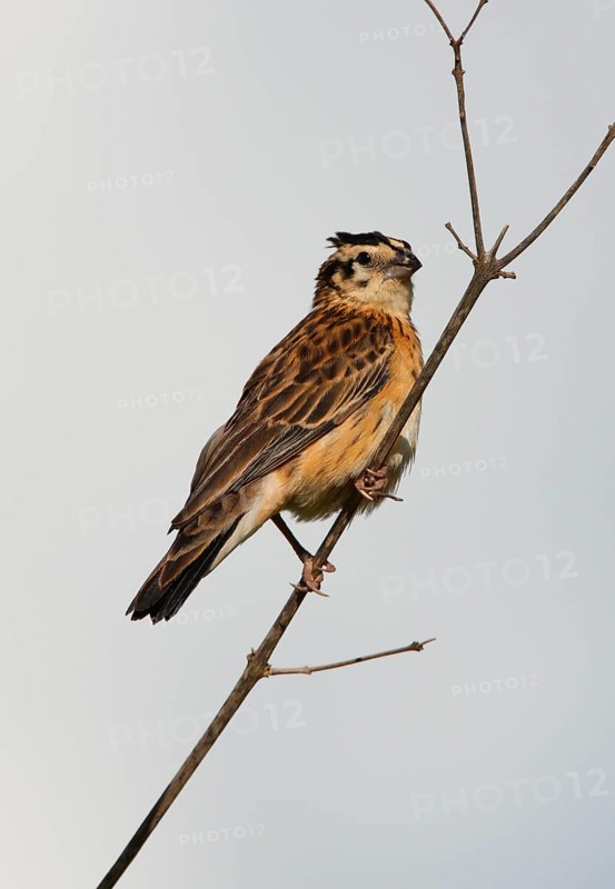 Eastern Paradise Whydah