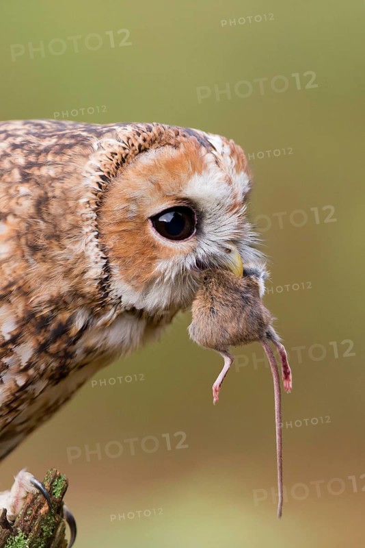 Tawny owl