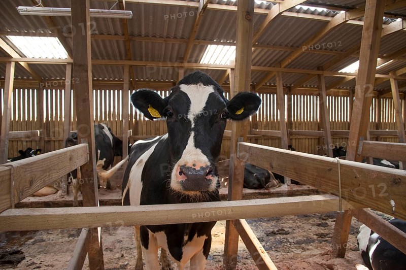 Domestic Cattle