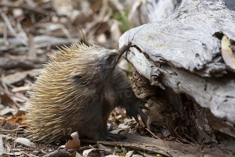 Short-beaked echidna