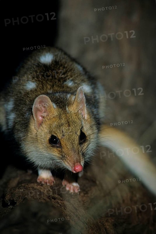 Pygmy pouch marten