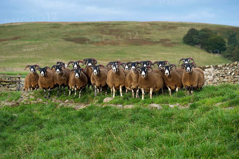 Domestic Sheep