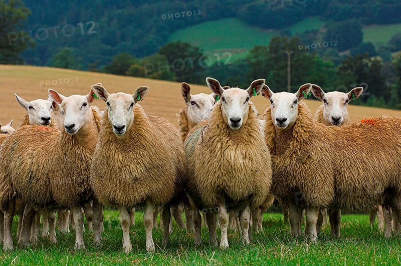 Domestic Sheep