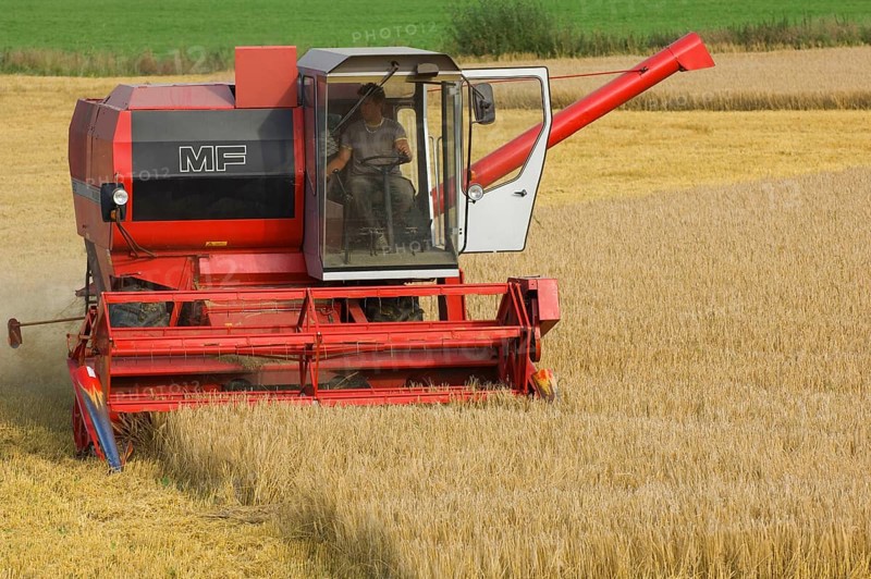 Common oat