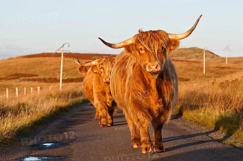 Domestic cattle