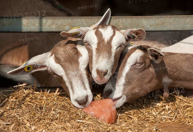 Domestic Goat