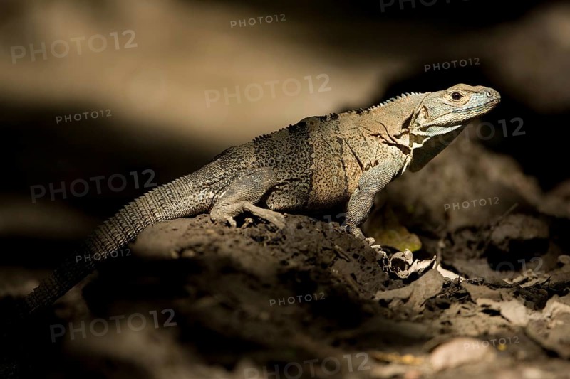 Black spiny-tailed iguana