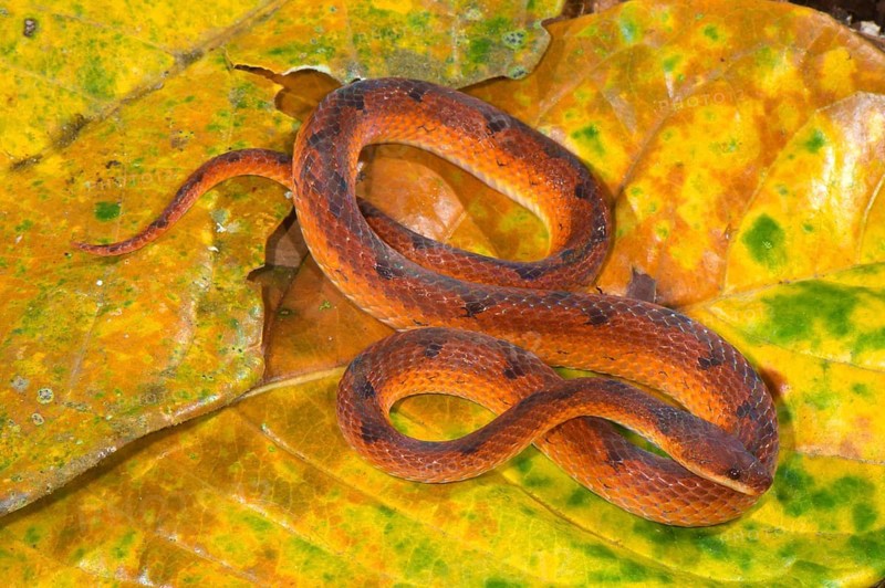 Adult scaly ground snake