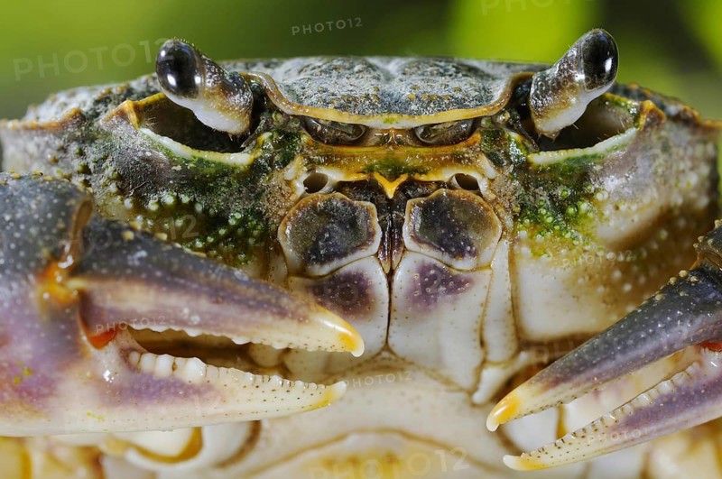 Freshwater crayfish