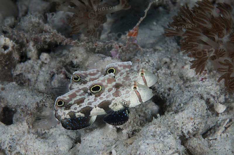 Two spot gobyies