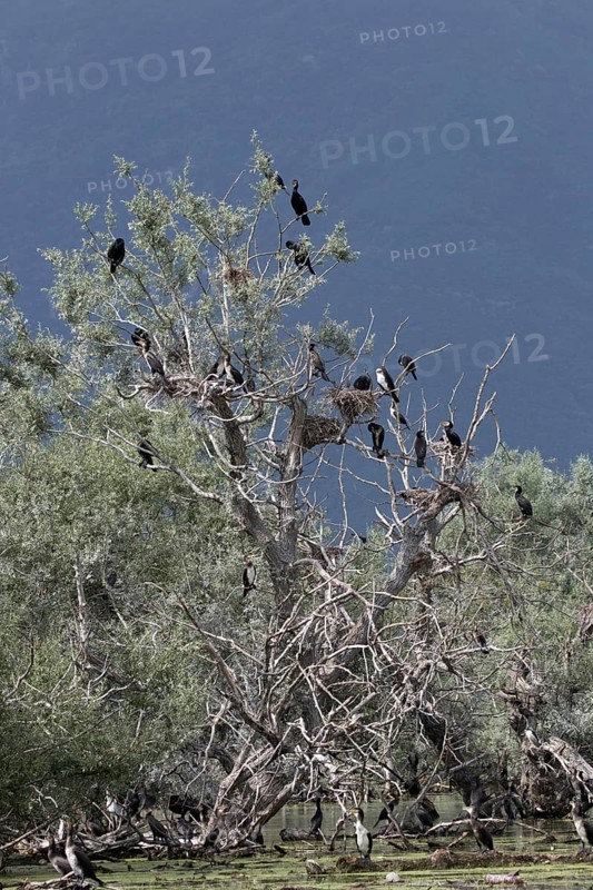 Cormorant nesting colony at Lake Kerkini Northern Greece