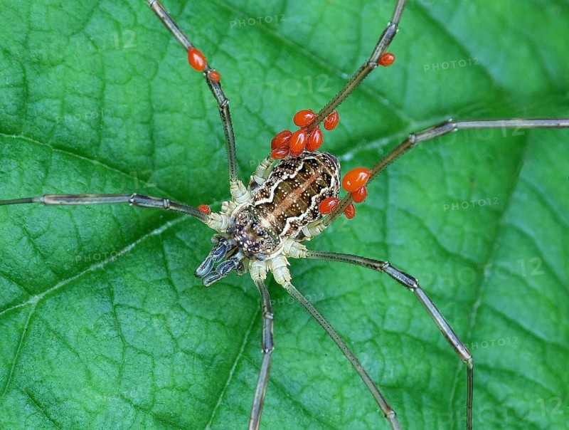 Harvestman