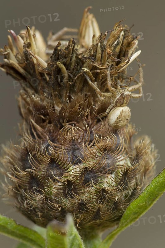 Crab Spider