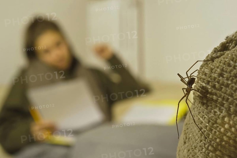 Brown Violin Spider