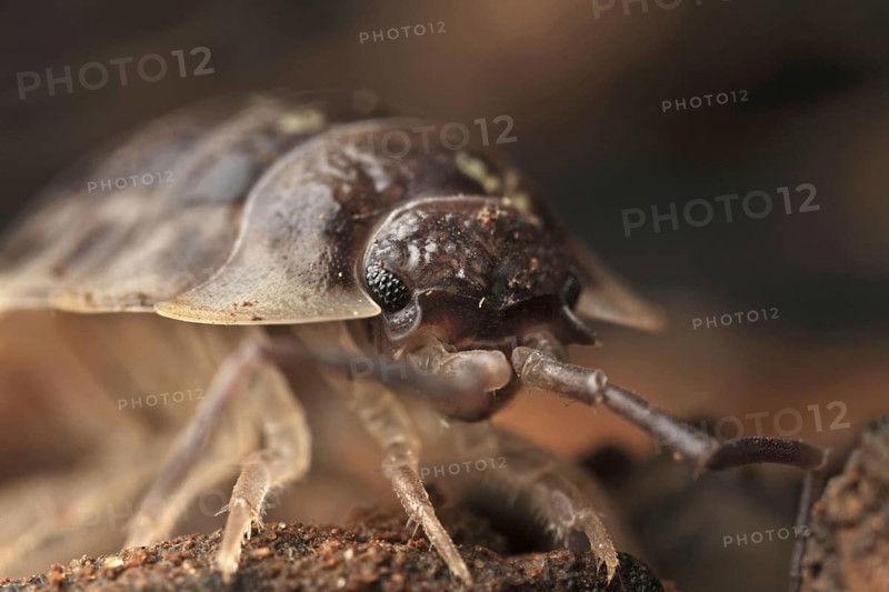 Common Rough Woodlouse