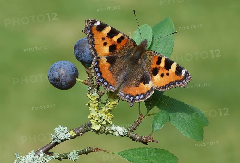 Small small tortoiseshell