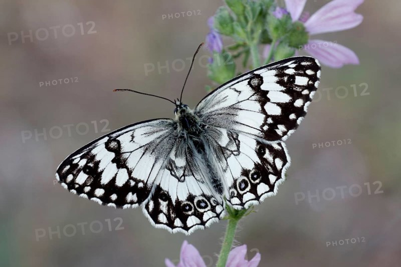 Adult male Balkan Marbled balkan marbled white