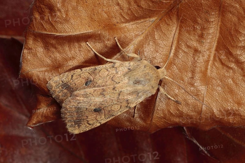 Brick Moth
