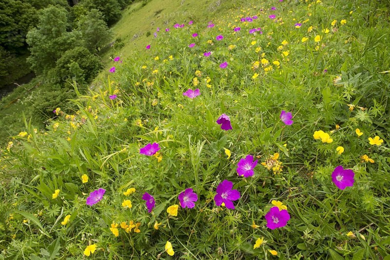 Bloody Cranesbill
