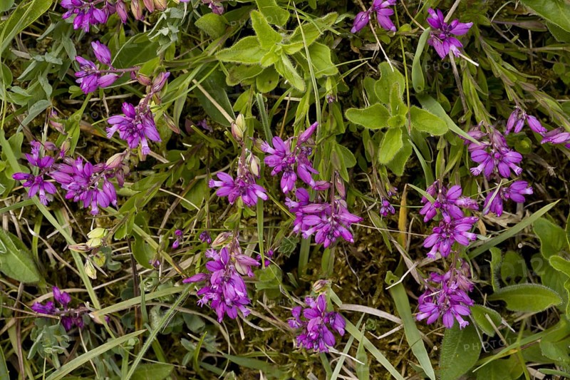 Common milkwort