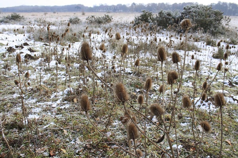Common wild teasel