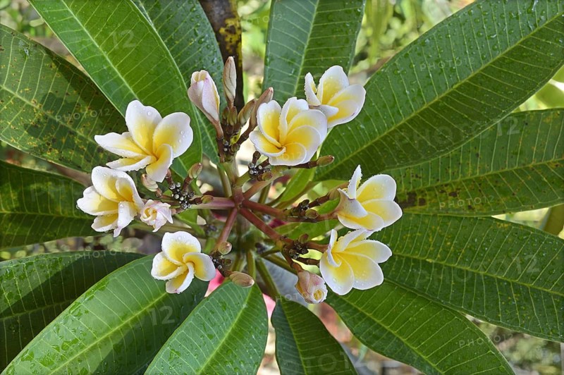 Common frangipani