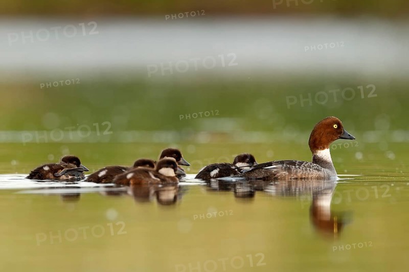 Female Common Goldeneye