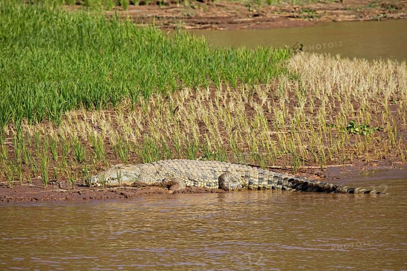 Nile crocodile