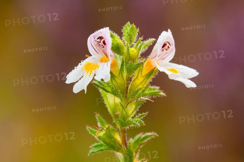 Eyebright