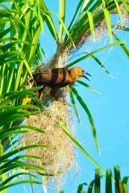 Broad-crested Oropendola with nest