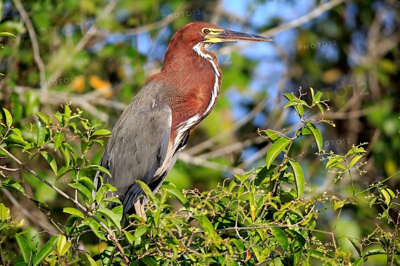 Rufescent tiger heron