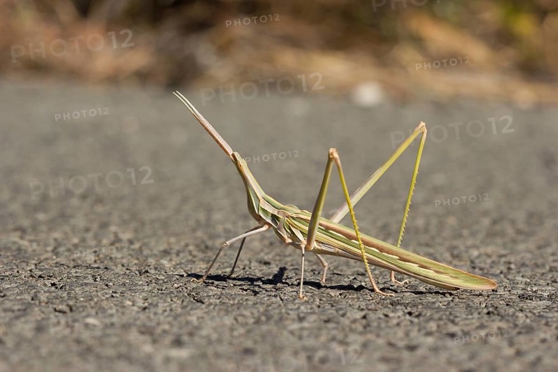 Field locust