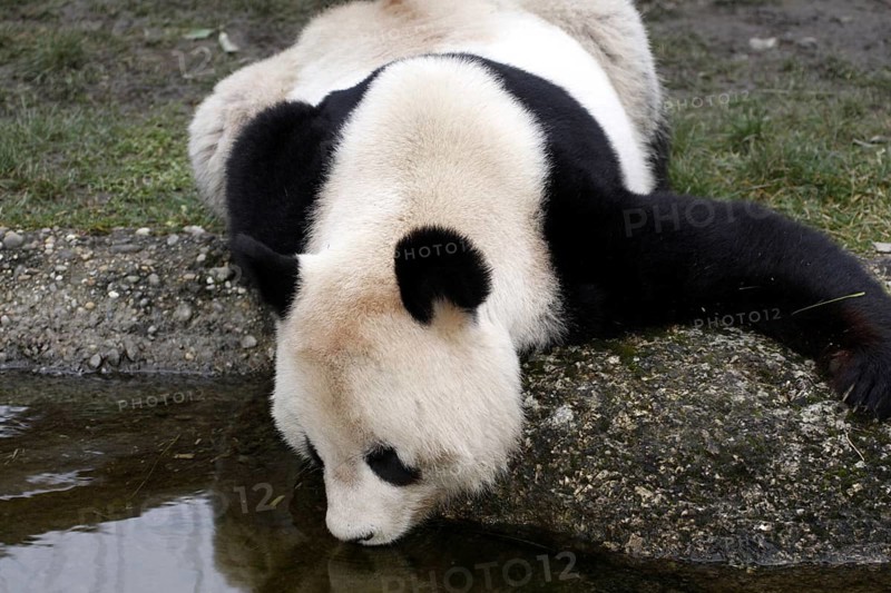Giant panda