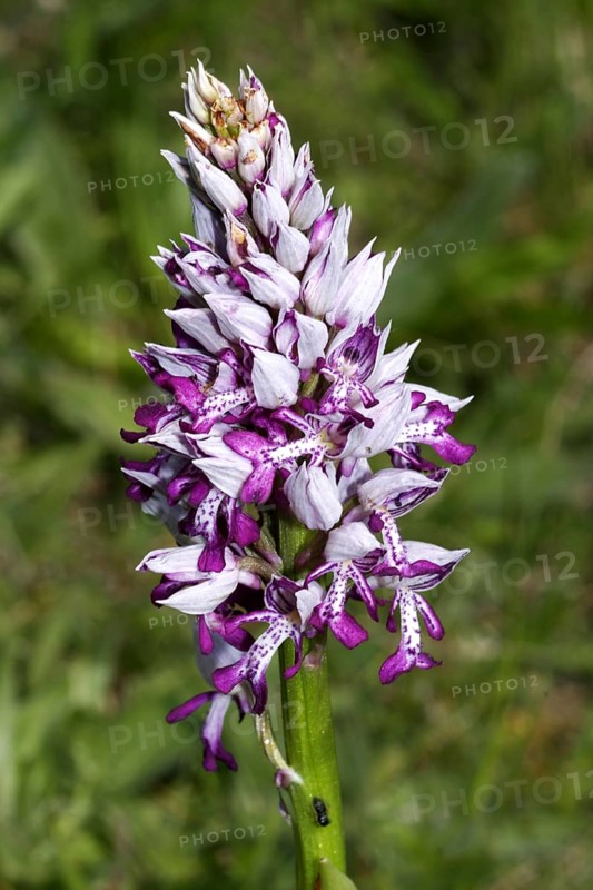 Helmeted Orchid