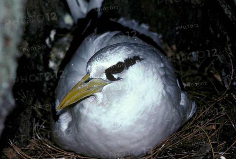 White-tailed tropicbird