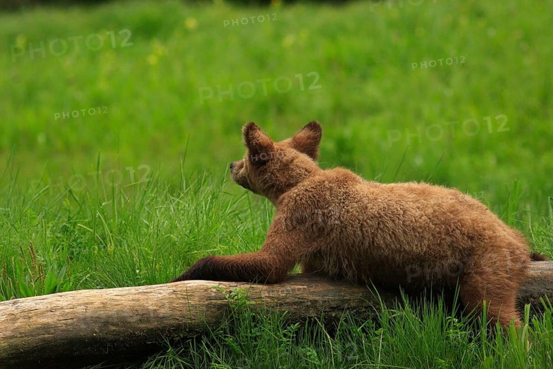 Grizzly bear